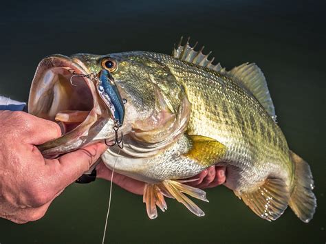 Mastering the Art of Large Mouth Bass Fishing with Tilapia Magic Lures